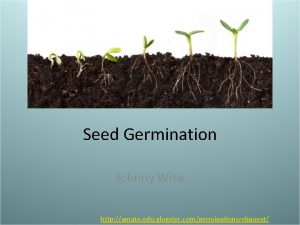 Seed Germination Johnny Wise http amato edu glogster