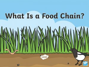 What Is a Food Chain A food chain