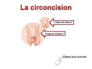 La circoncision 1 Verge avec prpuce 2 Verge