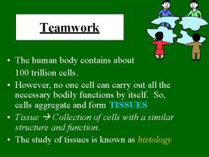 Teamwork The human body contains about 100 trillion