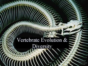 Vertebrate Evolution Diversity Trends in Animal Evolution Symmetry