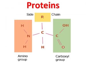 Proteins Protein Basics leucine valine glycine alanine leucine