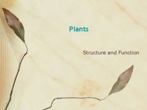 Plants Structure and Function Focus on Angiosperms Monocots