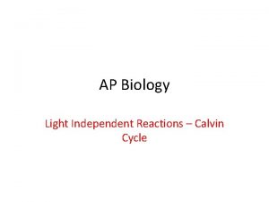 AP Biology Light Independent Reactions Calvin Cycle Photosynthesis