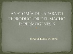 ANATOMA DEL APARATO REPRODUCTOR DEL MACHO ESPERMOGENESIS MIGUEL