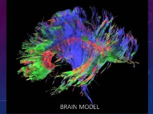 BRAIN MODEL Some peoples brains look like this