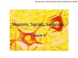 Neurons Signals Synapses Chapter 37 I Neuron Structure