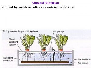 Mineral Nutrition Studied by soilfree culture in nutrient