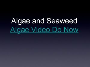 Algae and Seaweed Algae Video Do Now Algae