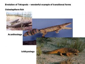 Evolution of Tetrapods wonderful example of transitional forms