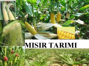 MISIR TARIMI 1 GR Gnmzde retimi yaplan hibrit