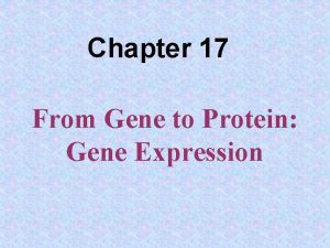 Chapter 17 From Gene to Protein Gene Expression
