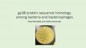 gp 38 protein sequence homology among bacteria and