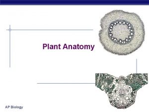 Plant Anatomy AP Biology 2006 2007 Basic plant