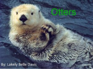 Otters By Lakely Belle Davis Why I chose