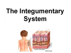 The Integumentary System Components Skin Nails Hair follicles