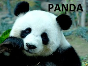PANDA GREAT PANDA Panda bear bamboo Ailuropoda melanoleuca