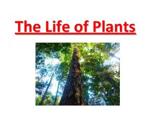 The Life of Plants Plants are Autotrophs What