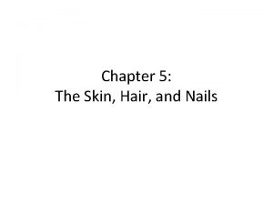 Chapter 5 The Skin Hair and Nails Anatomy