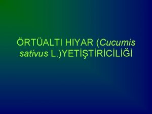 RTALTI HIYAR Cucumis sativus L YETTRCL GR Hyar