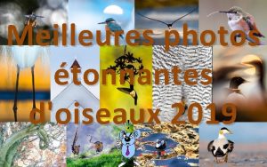 Meilleures photos tonnantes doiseaux 2019 Caron Steele Bird