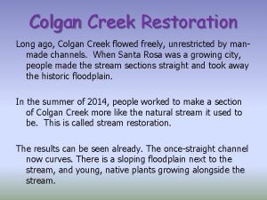Colgan Creek Restoration Long ago Colgan Creek flowed