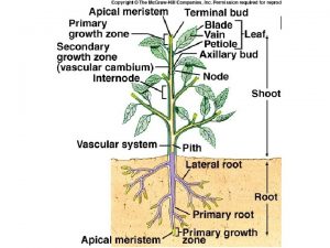 Plant Tissues Dermal Outside covering Epidermis Stems and