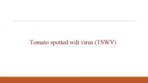 Tomato spotted wilt virus TSWV Taxonomic position Negative