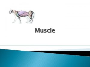 Muscle Types of Muscle Skeletal Smooth Cardiac Movement