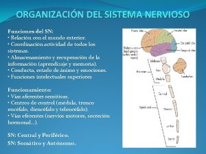 ORGANIZACIN DEL SISTEMA NERVIOSO Funciones del SN Relacin