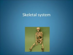 Skeletal system Skeletal System Functions 206 bones in