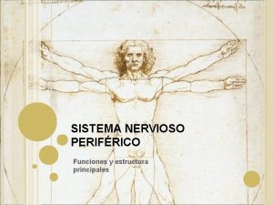 SISTEMA NERVIOSO PERIFRICO Funciones y estructura principales DEFINICIN