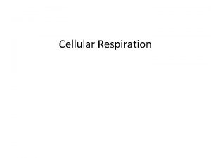 Cellular Respiration Cellular Respiration Background Catabolic reaction breaks