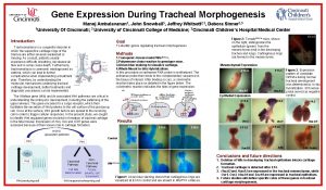 Gene Expression During Tracheal Morphogenesis Manoj Ambalavanan 1