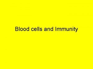 Blood cells and Immunity Lymphocytes http www vet