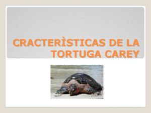 CRACTERSTICAS DE LA TORTUGA CAREY La tortuga carey