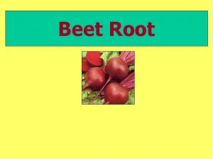 Beet Root Beet Root Botanical Name Beta vulgaris