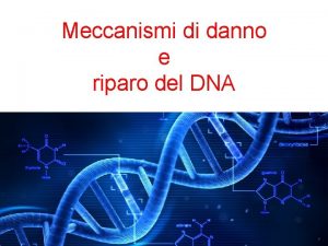 Meccanismi di danno e riparo del DNA Appaiamento