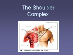The Shoulder Complex Muscles of the AC Joint