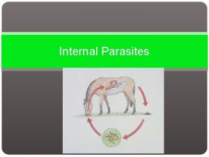 Internal Parasites Internal Parasites An internal parasite lives