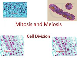 Mitosis and Meiosis Cell Division Why Do Cells