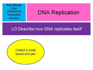 Key Words DNA polymerase Nucleotide Nucleus DNA Replication