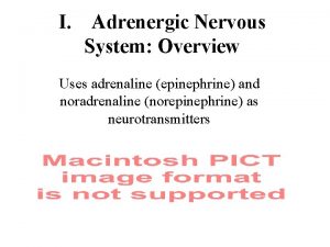 I Adrenergic Nervous System Overview Uses adrenaline epinephrine