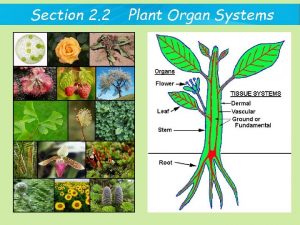 Section 2 2 Plant Organ Systems Plant Organ