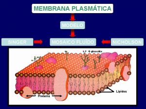 MEMBRANA PLASMTICA MODELO MOSAICO FLUDO SINGER NICHOLSON glicoclix