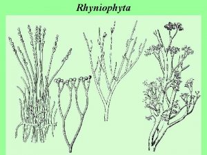 Rhyniophyta Rhyniophyta prvn suchozemsk rostliny nejstar Rhyniophyta svrchn