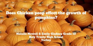 Does Chicken poop effect the growth of pumpkins