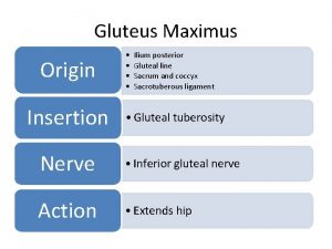 Gluteus Maximus Origin Insertion Ilium posterior Gluteal line