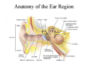 Anatomy of the Ear Region External Ear Function