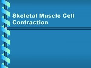 Skeletal Muscle Cell Contraction Sliding Filament Mechanism The